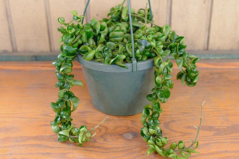 Hoya planter beder ikke om meget ud over den godt drænet jord