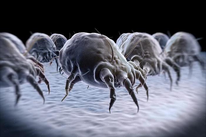 Stykker af døde støvmider forværrer allergier mest