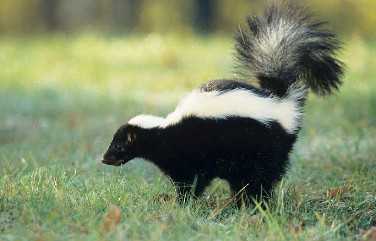 Skunk musk er en olieagtig