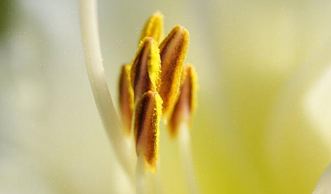 Så pollen ikke kan falde på andre områder af tøjet
