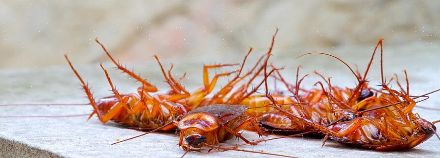Dagens professionelle skadedyrsbekæmpelsesoperatører (PCO'er) bruger ofte gel agn insekticider