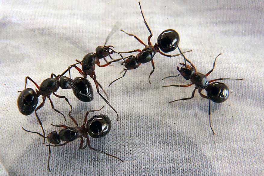 Spøgemyrekolonier har flere dronninger