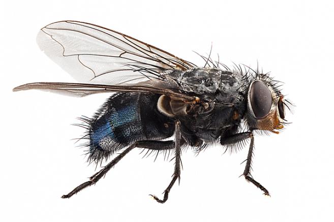 Fluespredere kan dræbe et lille antal fluer