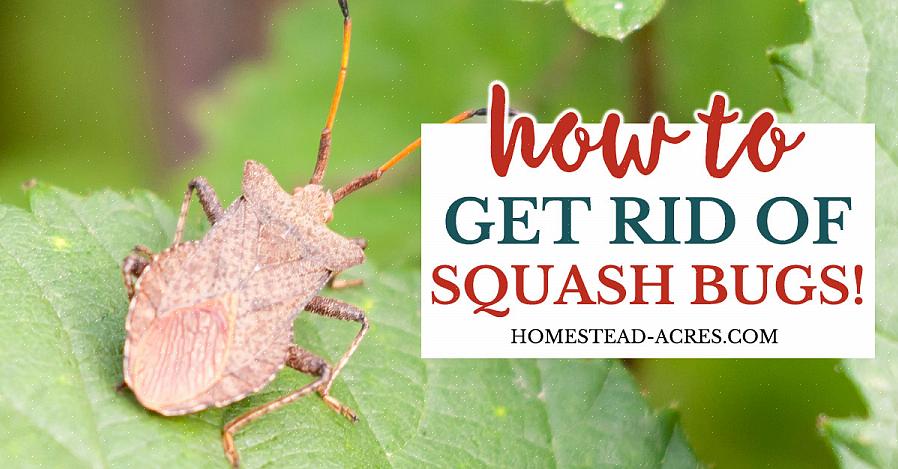 Stink bugs - Stink bug er bredere