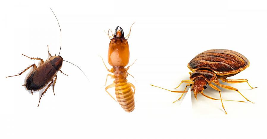 Sengebugs er dybest set mørkebrune