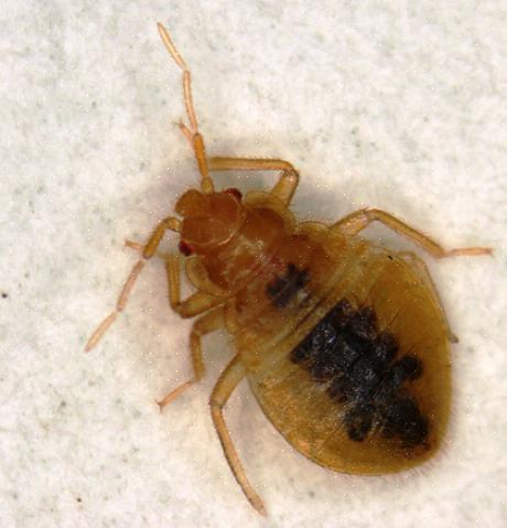 Kløende på grund af en allergisk reaktion på bed bug bug spyt