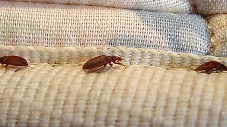 Bed Bug Graphics giver en række trin-for-trin faktaark af Matthew Frye med illustration