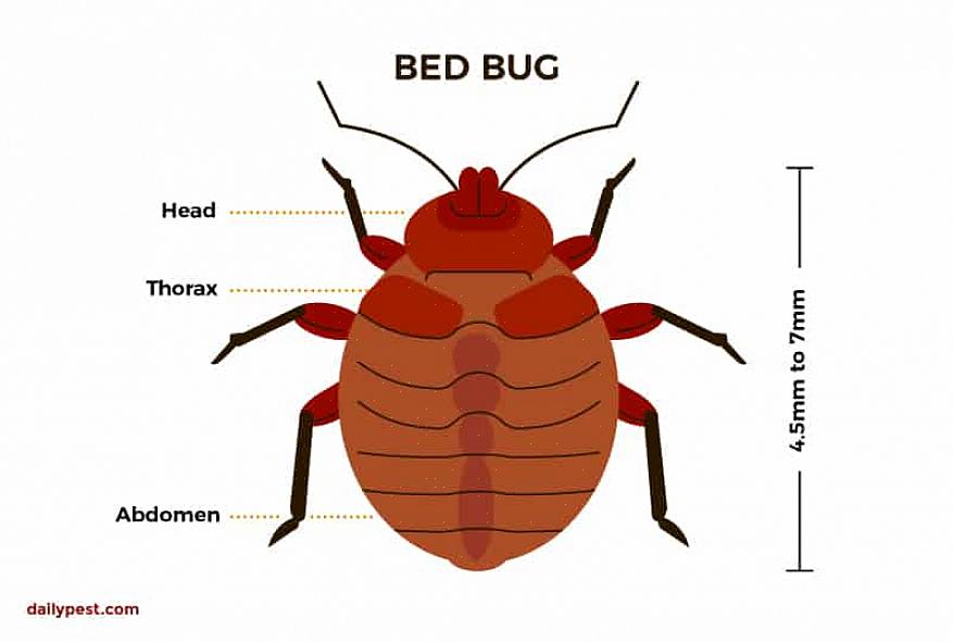 Hvis der findes bedbugs i dit hus