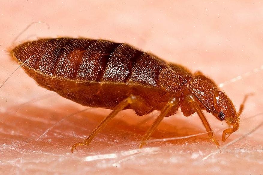 76% af skadedyrsprofessionelle anser bedbugs for at være det sværeste skadedyr at kontrollere