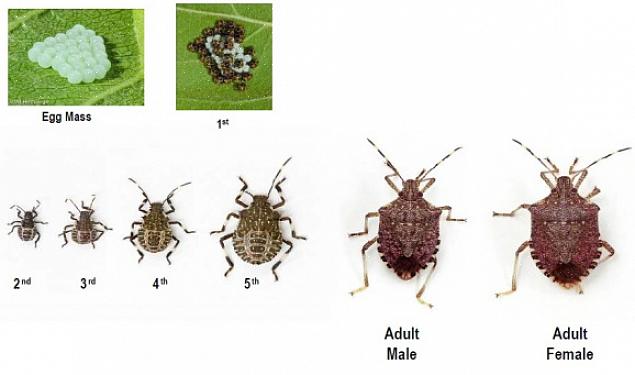 Og i modsætning til bymyten tiltrækker døde stinkbugs ikke andre stinkbugs
