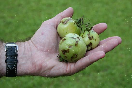 Sådan identificeres tomatplettet visne-virus