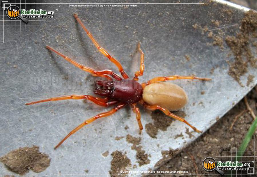 Sobug edderkoppen kan bide