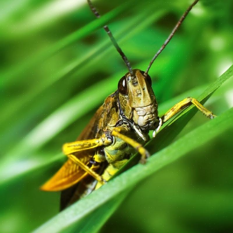 Tilsætning af rapsolie til en insekticidspray kan forbedre kontrollen ved at gøre de behandlede planter mere