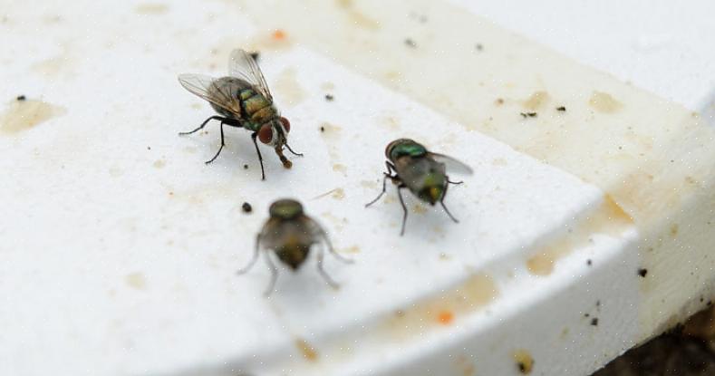 Fælde og zappe flyvende insekter