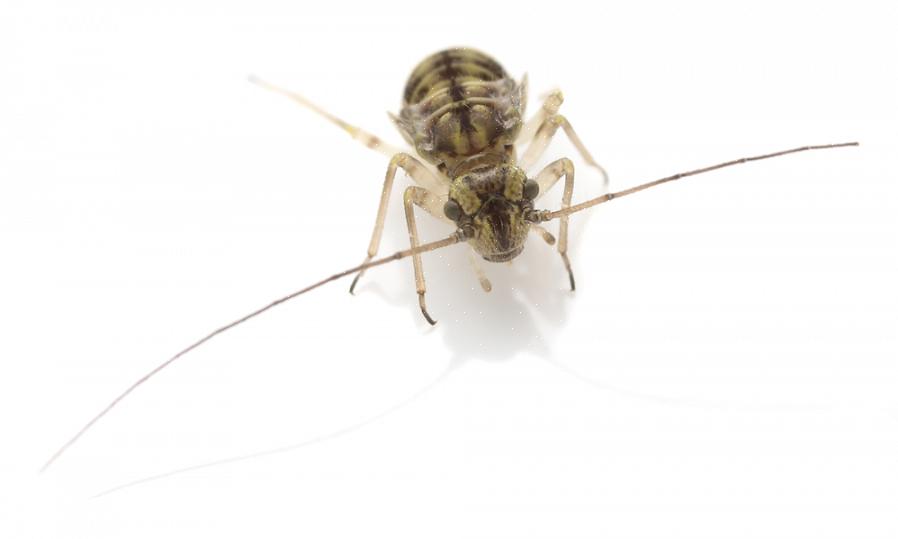 Også "booklice" er faktisk et upassende navn for disse bugs