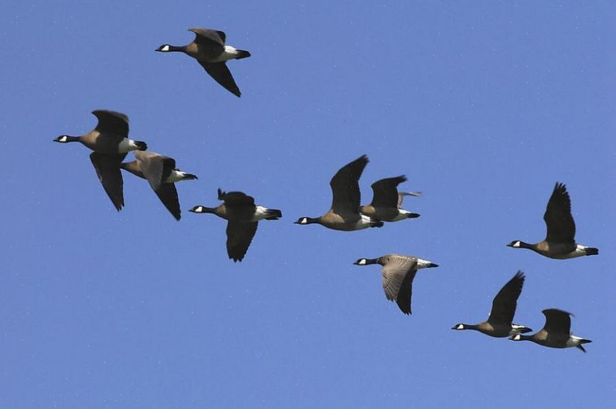 Kan fugleskab forårsage glider og fald