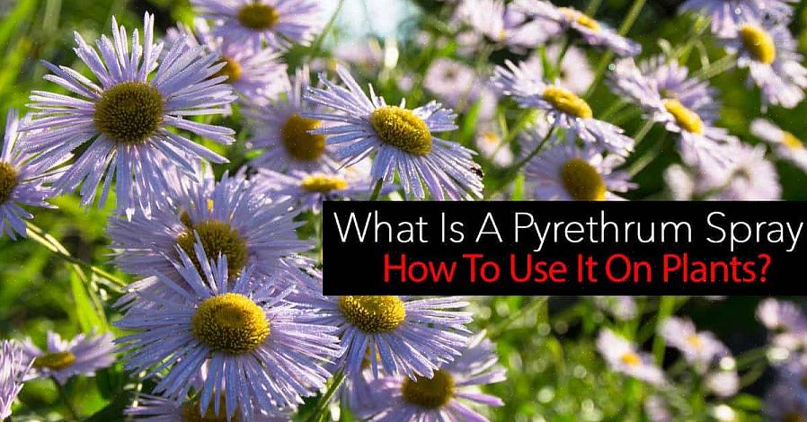 Fordi det stammer fra pyrethrum daisy (Chrysanthemum cinerariifolium)