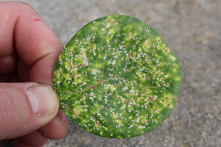 Der angriber euonymus-buske (især Euonymus japonica)