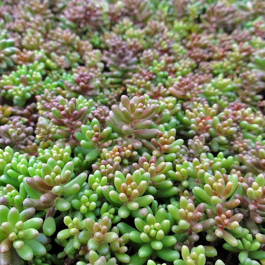 Sedum er let at dyrke i de fleste områder