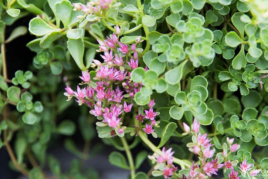 Sedum tetractinum 'Coral reef' er et af de få sedums med en varm gullig farve