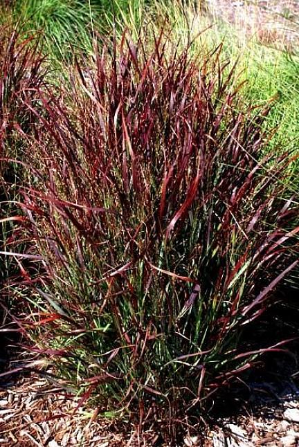 Jomfrugræs (Miscanthus sinensis 'Gracillimus') tårner ud over de kortere hjortebestandige græsser