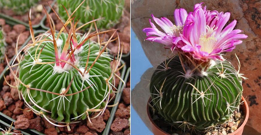 I modsætning til mange andre kaktusarter er mange Stenocactus også ensomme eller enkeltplanter