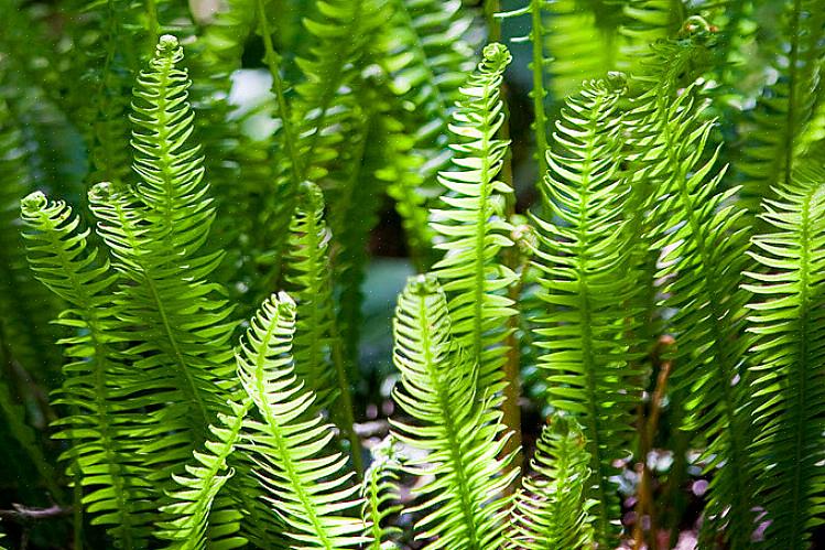 Blechnum-slægten er ikke særlig almindelig som kageplanter