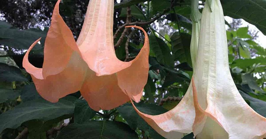 Der dør af Datura-forgiftning efter indtagelse af dele af planten