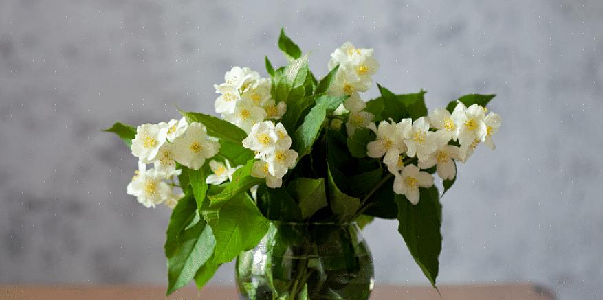 Polyanthum er den mest populære indendørs jasmin