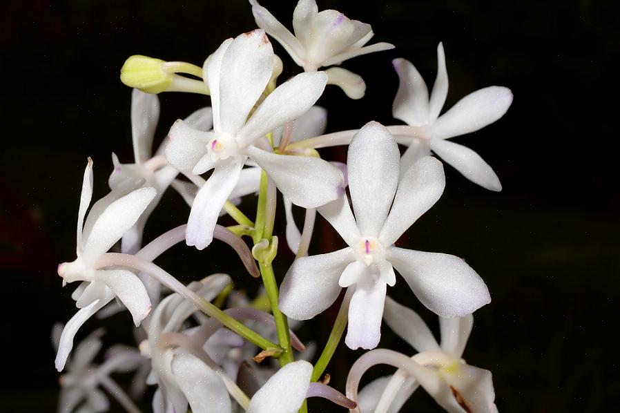 Vil Rhynchostylis-planternes svimlende blomsterstrukturer imidlertid vise sig at være en god tilføjelse