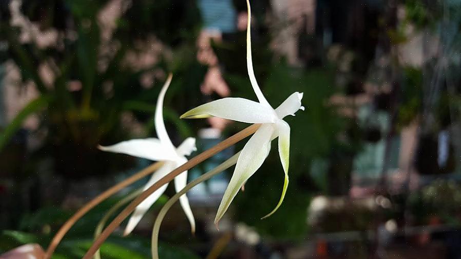 Aerangis-slægten består af mange tropiske orkideer