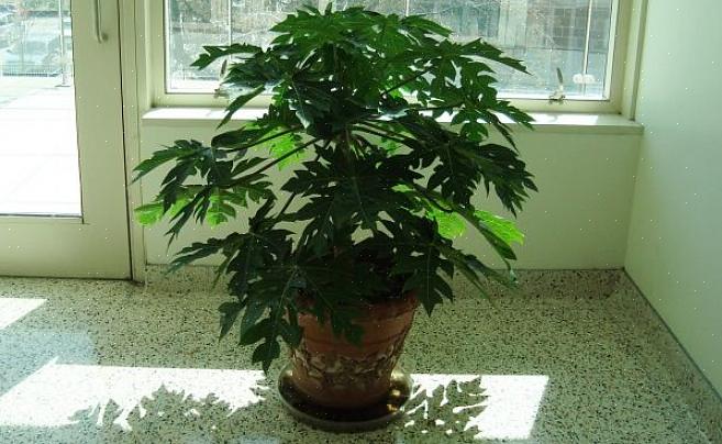 Papaya planter spirer let fra frø