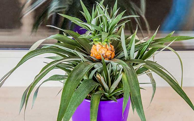 76 centimeter lange i en sund plante)