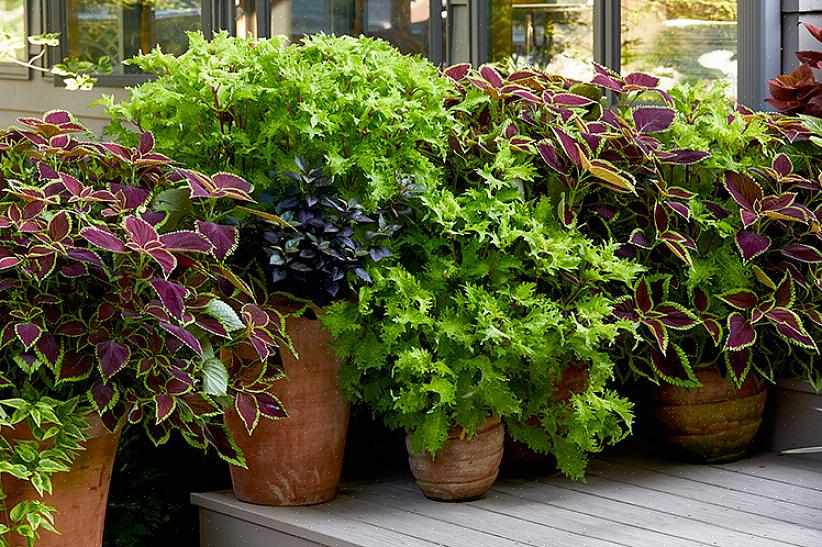 Så det kan være nødvendigt at tilbyde dine planter noget supplerende lys