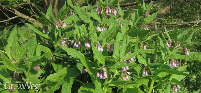 Som en væske nedbrydes Comfrey blade til en væske temmelig hurtigt
