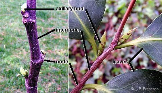 I videnskaben om plantebiologi består en plantes stamme af knuder