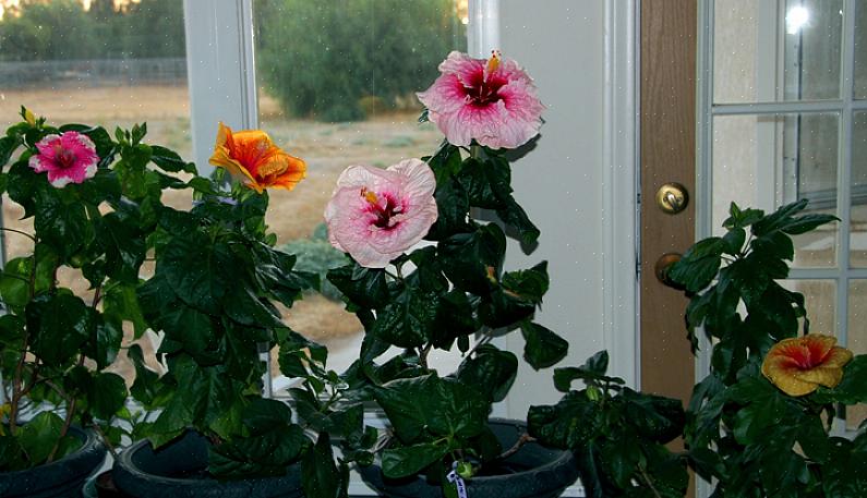 Hibiscus kan formeres med bløde stængler i det sene forår