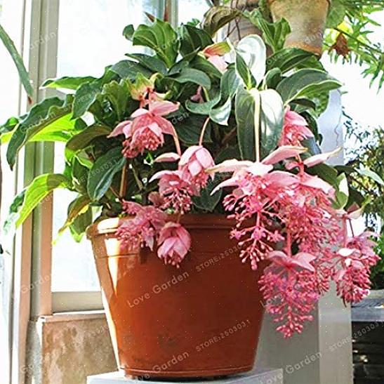 Medinilla planter kan også vokse i godt drænet jord