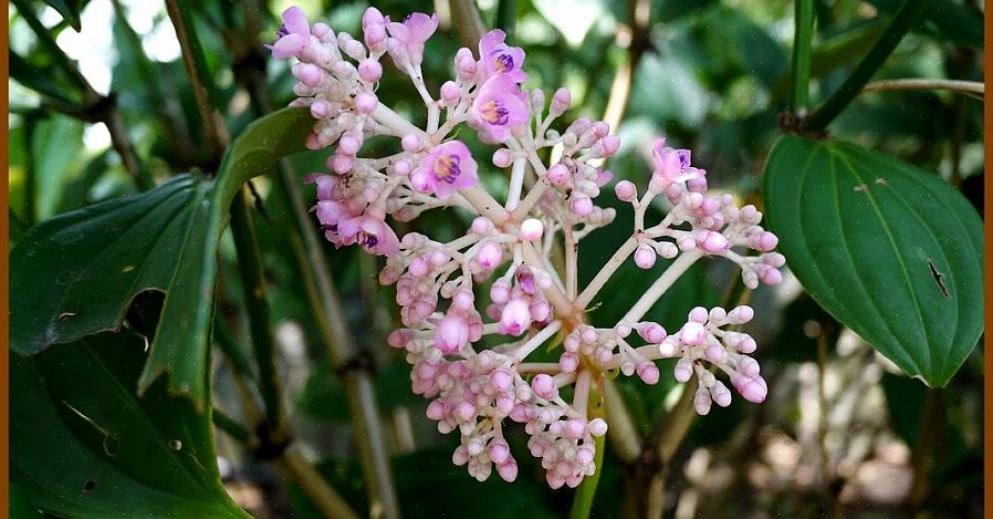 Medinilla planter kan være epifytiske i regnskoven