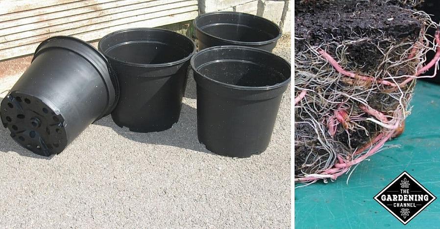 Et meget bedre valg er en plante med en løs rodkugle med masser af løs
