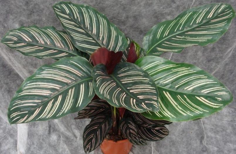 Men en velvoksen Calathea er værd at gøre