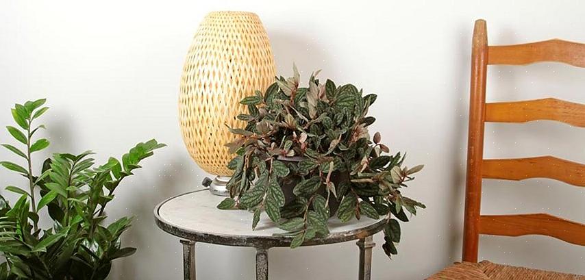 Som mange bageste planter er Pellionia let at forplantes fra stiklinger med bladspidser