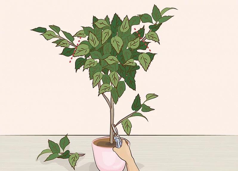 Nogle løbende planter spiser muligvis din stue