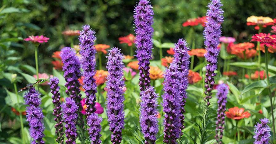 Mere almindeligt kendt som lavendelstjerneblomstræet
