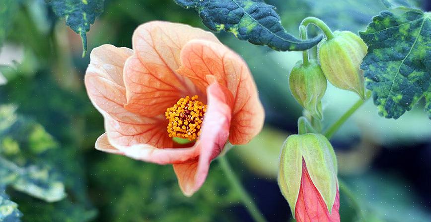 Der er to gode grunde til at dyrke Abutilon-arter