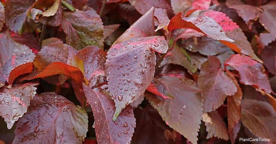 Acalypha som en regelmæssig tilførsel af vand