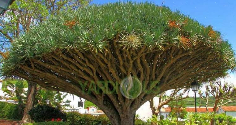 Dragens blodplante (Dracaena draco) er ikke den smukkeste af stueplanter
