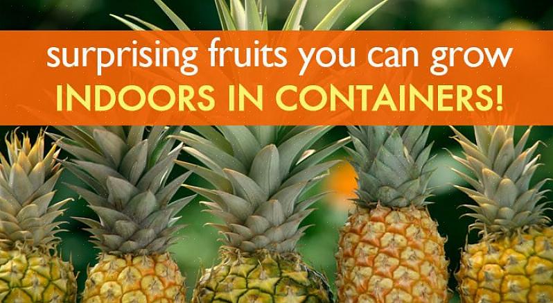 De bedste frugttræssorter til potter inkluderer