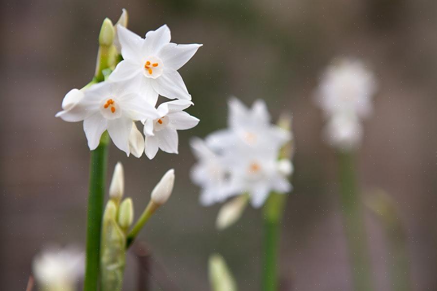 Vi kan godt lide at dyrke papirhvid narcissus i en høj krukke eller vase