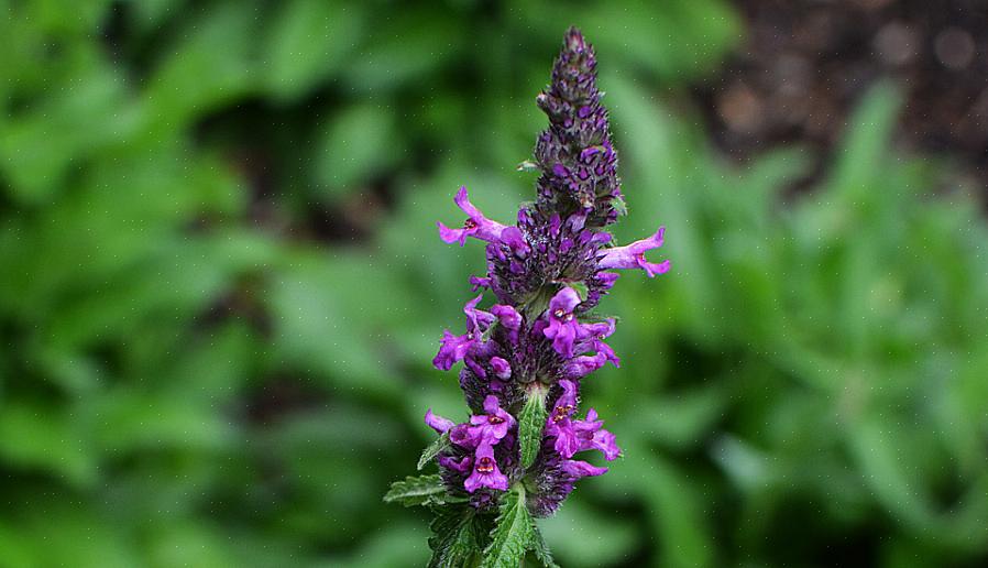 Betony (Stachys officinalis) er en flerårig urt